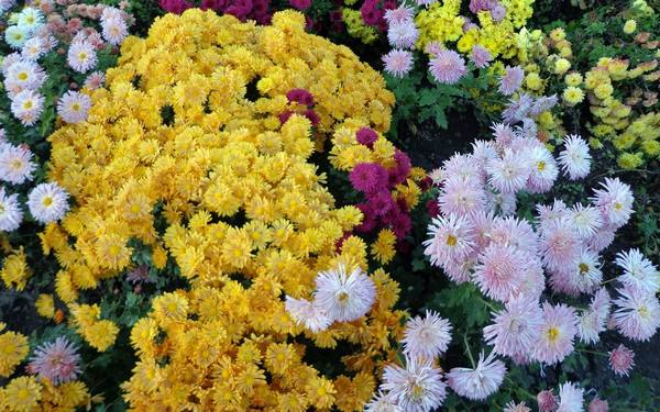 15 декоративных растений, цветущих до глубокой осени с фото