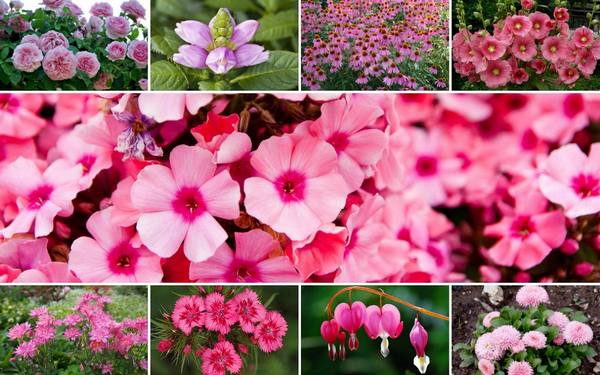 20 растений с розовыми цветками  однолетники и многолетники на любой вкус с фото