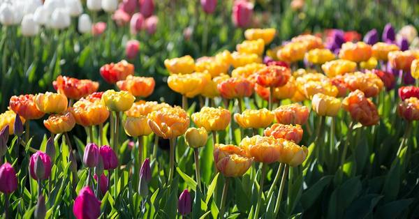 4 основных правила выращивания тюльпанов - фото