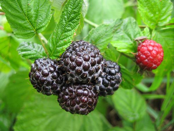 6 чёрных ягод похожих на ежевику - фото