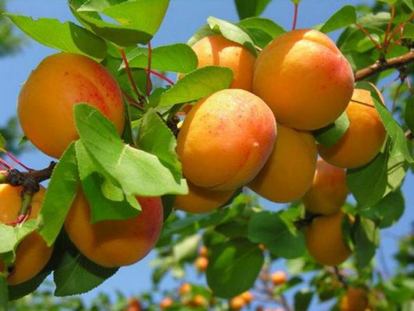 Описание Кичигинского абрикоса - фото