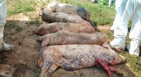 Опасность африканской чумы свиней для человека - фото