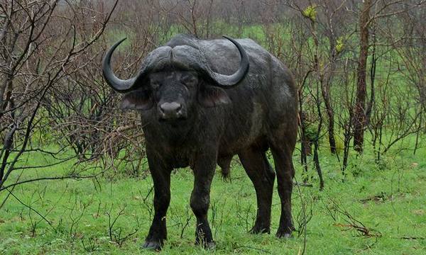 Мощный и дикий африканский бык - фото
