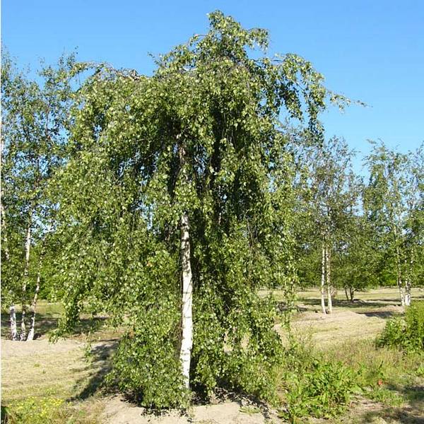 Береза повислая  описание древесного растения, которое предпочтительно высаживать весной с фото