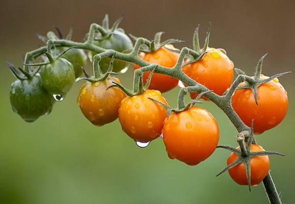 Как определить дни, которые благоприятны для посадки помидор - фото