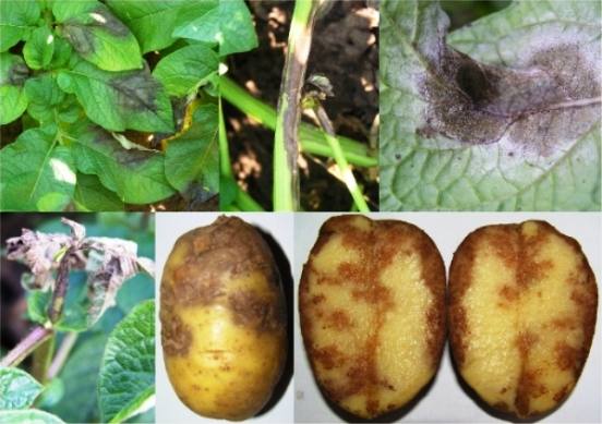 Болезни картофеля: фото, описание, способы лечения - фото