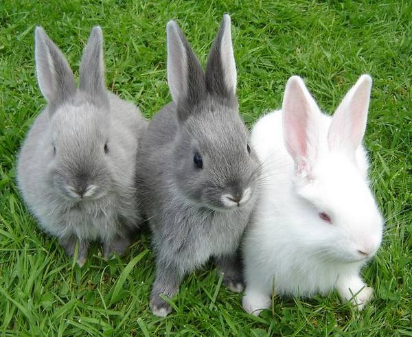 Кролики: распространенные болезни - фото
