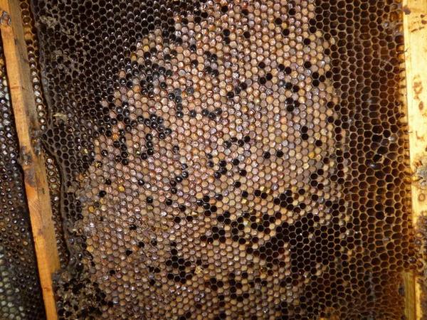 Признаки и лечение опасных болезней пчёл с фото
