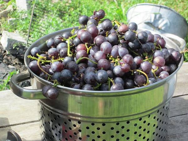 Секреты большого урожая винограда с фото