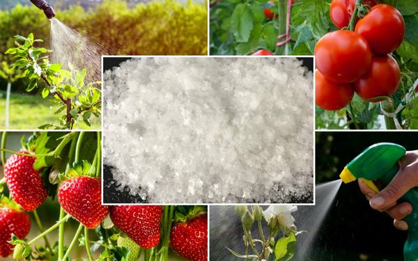Борная кислота: применение в саду, огороде и цветнике с фото