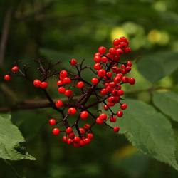 Бузина красная: полезные и вредные свойства растения, лечебное воздействие на организм с фото