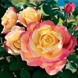 Волшебные красавицы в вашем саду Знакомьтесь, чайно-гибридные розы - фото