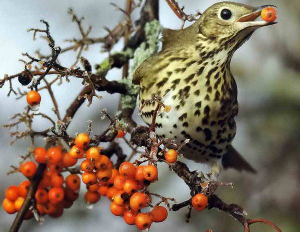 Чем кормить птиц зимой в саду - фото