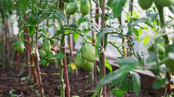 Чем подкармливать помидоры в теплице, чтобы был хороший урожай - фото