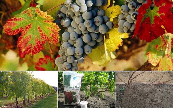 Чем подкормить виноград осенью перед обрезкой и укрытием - фото