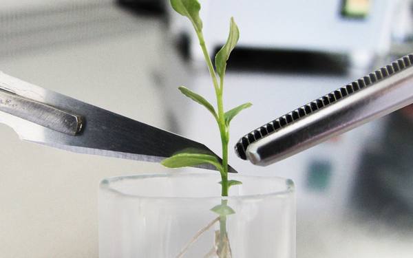 Что такое клонирование растений и зачем это нужно? с фото
