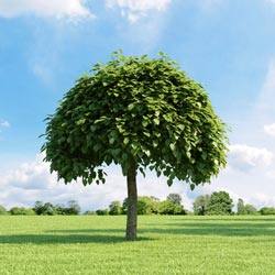 Экзотическое дерево катальпа: посадка и уход - фото