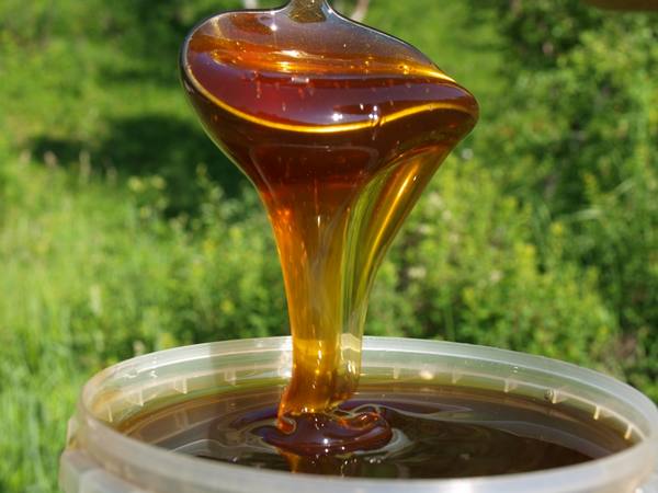 Полезные свойства и противопоказания дягилевого мёда - фото