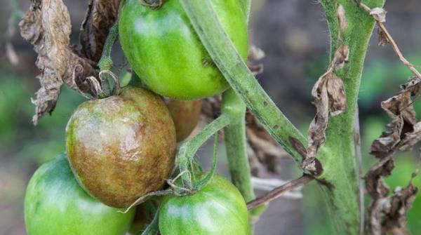Эффективные народные средства от фитофторы на помидорах и картофеле - фото