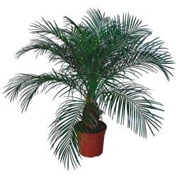 Финиковая пальма из косточки - фото