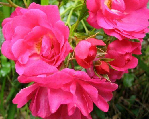 FLOWER CARPET  почвопокровная роза - фото
