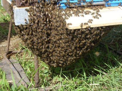 Формирование отводка пчел в многокорпусных ульях - фото