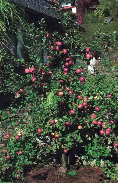 Формирование веретеновидного куста яблони - фото