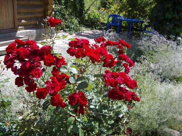 Фото розы флорибунда Описание с фото