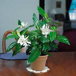Гардения домашняя жасминовая: как правильно ухаживать за комнатным растение ... - фото