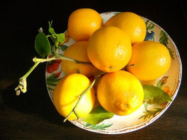 Гибрид лимона с апельсином - фото