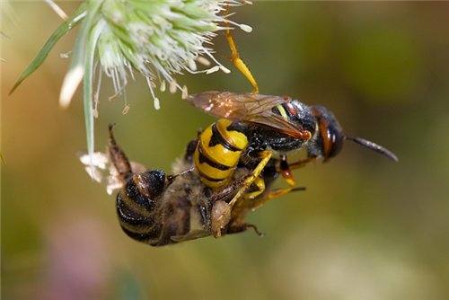 Инфекционные болезни пчелиного расплода и их профилактика - фото