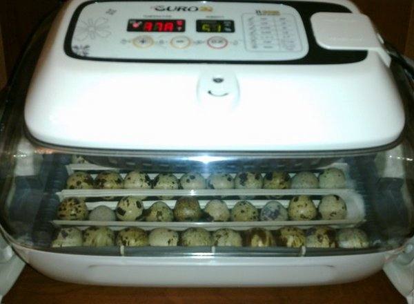 Правильная инкубация перепелиных яиц дома - фото