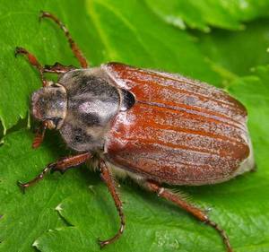 Борьба с личинками майского жука народными и химическими методами с фото