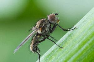 Эффективные меры в борьбе с луковой мухой с фото