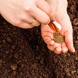 Методы проращивания “капризных” семян перед посадкой моркови - фото