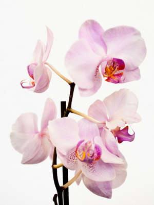 Как правильно пересаживать орхидею Фаленопсис в домашних условиях - фото