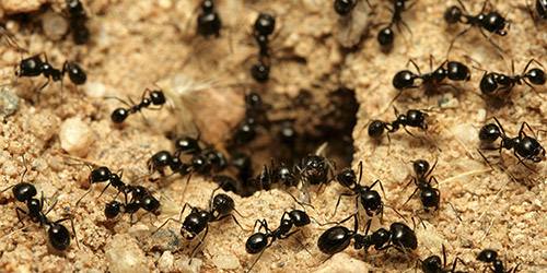 Как избавиться от муравьев на участке: народные рецепты - фото