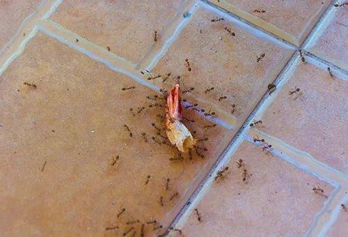 Как избавиться от муравьев в квартире - фото