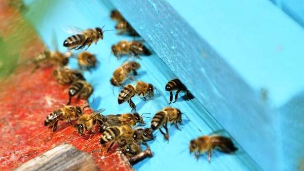 Как избежать роения пчел - фото