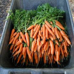 Как лучше всего хранить корнеплоды моркови зимой в погребе, в подполе и в к ... - фото