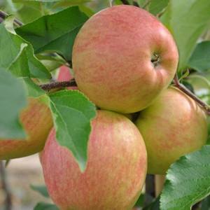 Весенняя обрезка яблони по всем правилам с фото