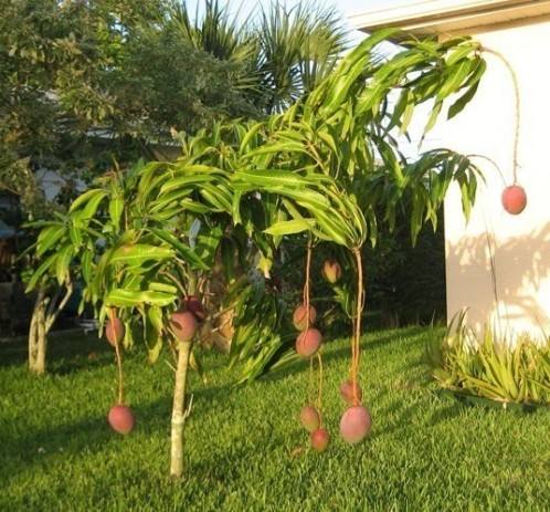Как посадить манго дома с фото
