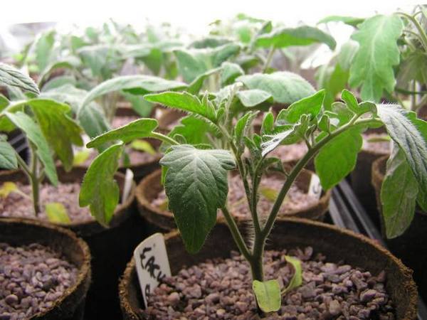Как посадить помидоры (томаты) на рассаду правильно? - фото