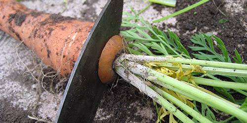 Как правильно хранить морковь: все способы хранения - фото