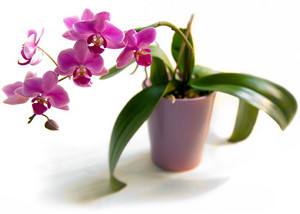 Как поливать орхидею в домашних условиях  советы флориста - фото