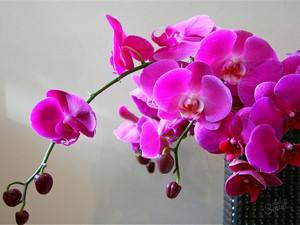 Рассаживание орхидеи по правилам в домашних условиях с фото