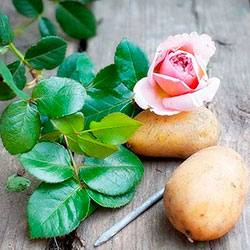 Как проращивать розы из букета, или доступное чудо в вашем саду с фото