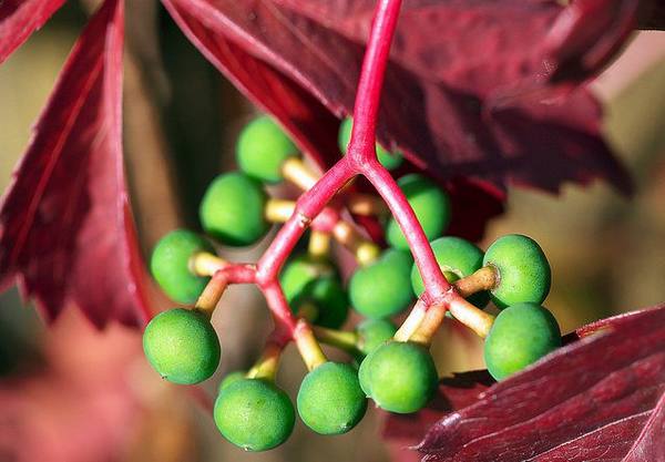 Дикий виноград: уход и размножение с фото