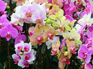 Почему у орхидеи вялые листья и усыхает цветонос, и как это исправить? - фото