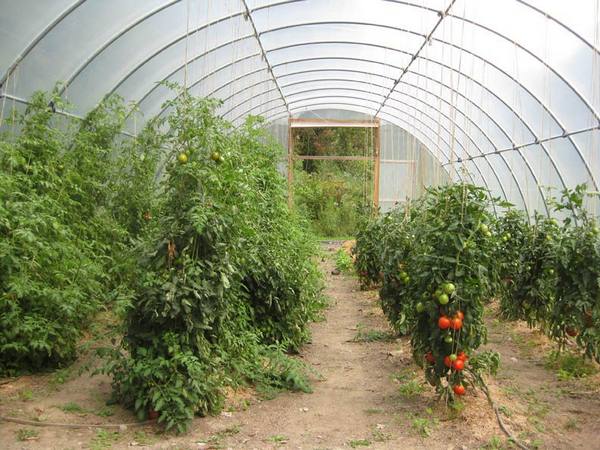 Как правильно выращивать томаты в теплице из поликарбоната с фото